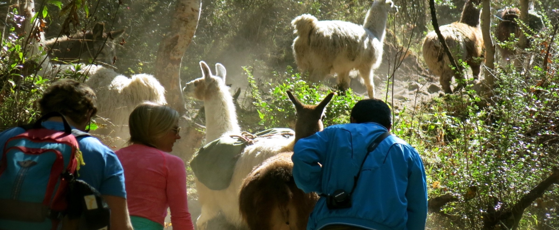 Trek with Llamas - Cusco - Atelier South America