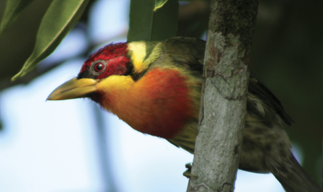 Birdwatching in Tambopata - Puerto Maldonado - Atelier South America