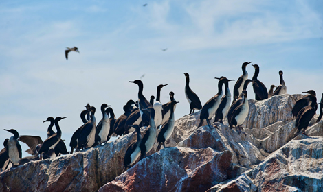 Humboldt Pinguins - Ballestas Islands - Atelier South America