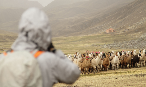 Hear of Llamas, Ausangate Trek, Cusco - Atelier South America
