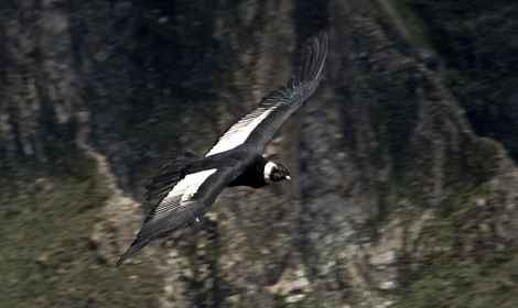 Imposing Flight of The Condor in Colca Canyon - Atelier South America