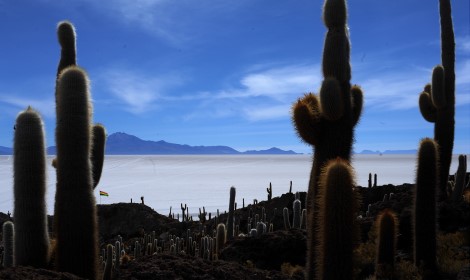 D8 Cacti Incahuasi Island , Uyini, Bolivia - Atelier South America