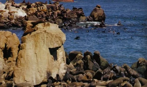 11 Sea Lion Colony, Punta del Este, Uruguay - Atelier South America