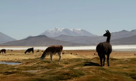 D4 Lamas & Nevado Colca Valley - Puquio Andean Explorer - Atelier South America