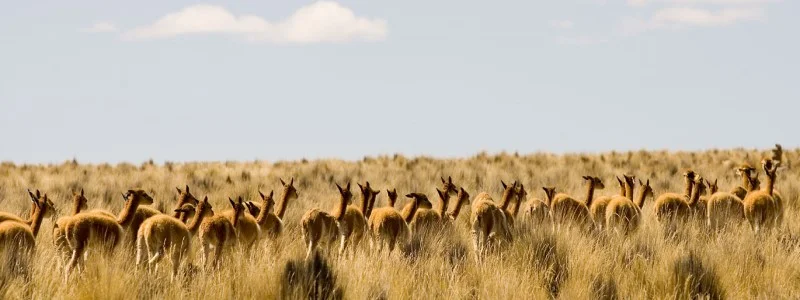 Vicuñas, Pampa Galeras, Arequipa - Atelier South America