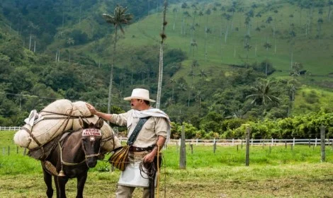 D4 Muleteer and his Mule ©Mario Carvajal, Coffee Region, Colombia - Atelier South America (www.mariocarvajal.com)