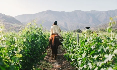 D9 Horseback Riding in the Vineyards, Vik Hotel, Chile - Atelier South America