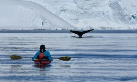 D8-12 Whale Tail ©Philip Stone, ©Antartida, Antartica 21 - Atelier South America