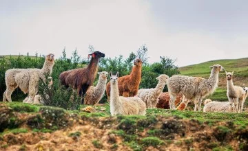 Llamas - Atelier South America